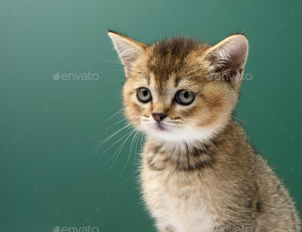 Kitten golden ticked Scottish chinchilla straight sits on agreen background
