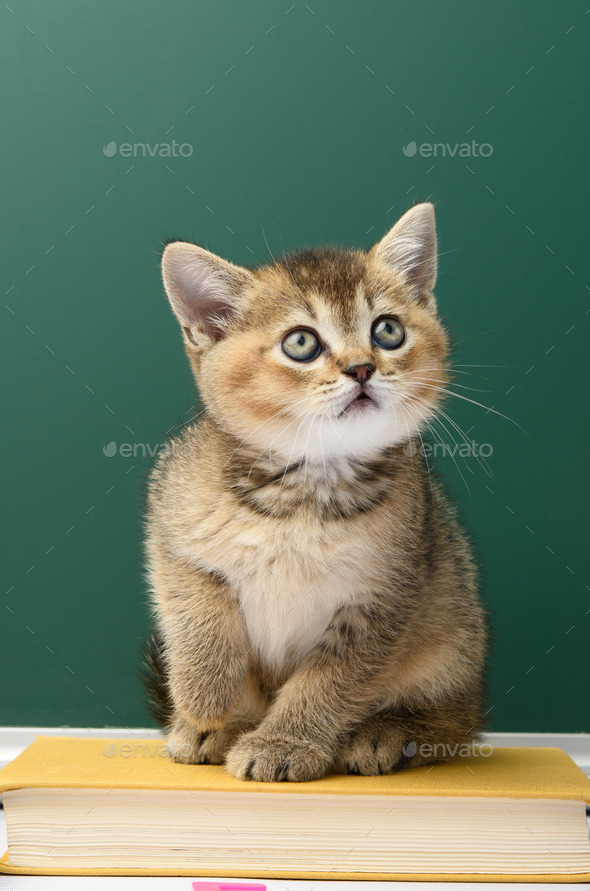 Little Scottish Straight kitten sits on a green background