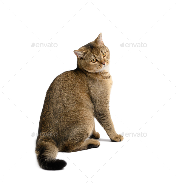 Adult gray Scottish straight cat sits on a white isolated background