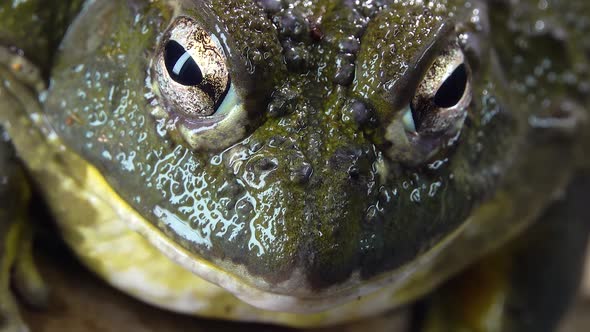 Cyclorana Toad-water Pot Frog Sitting on Wooden Snag in Black Background. Close Up alt