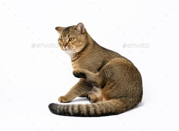 Adult gray Scottish straight cat sits on a white background