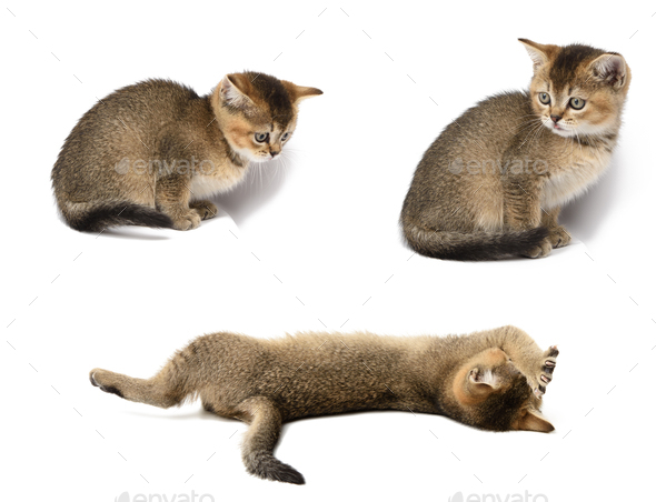 Small short-haired Scottish Straight kitten sits on a white background