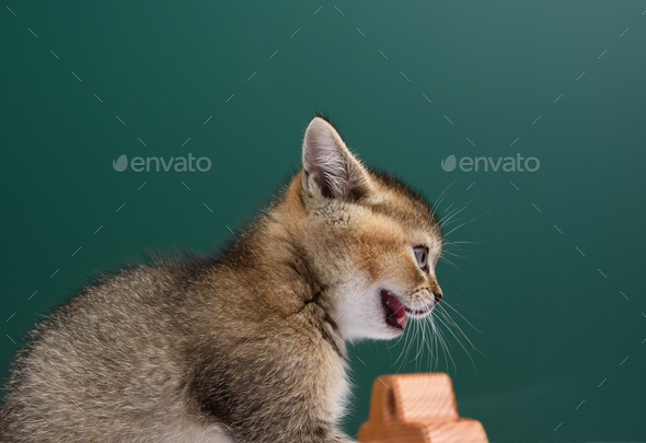 Kitten Scottish chinchilla straight sits on agreen background