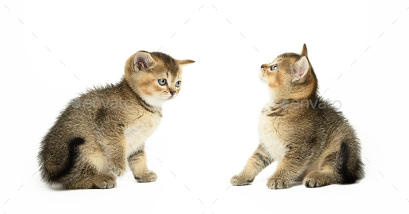 Small short-haired Scottish Straight kitten sits on a white background. Animal in different poses,