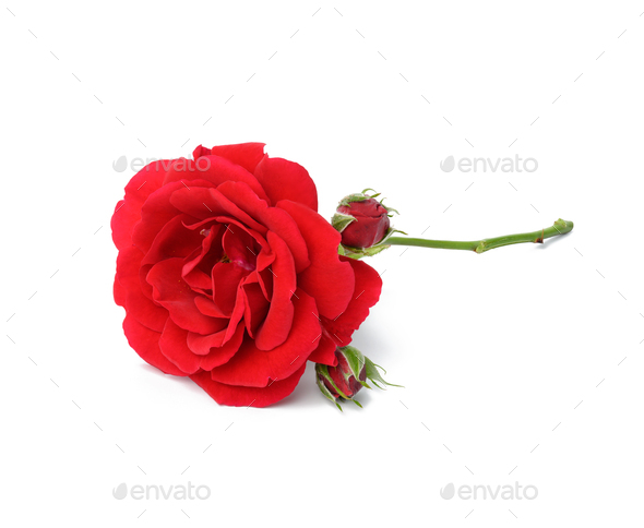 Blooming red rose with green stem isolated on white background