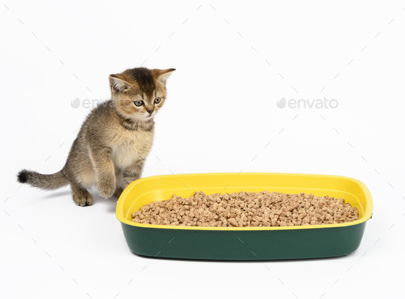 Cute gray kitten Scottish straight sits near a plastic toilet with sawdust on a white background