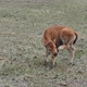 Bison calf using foot to scratch its face - VideoHive Item for Sale