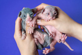 Female veterinarian examines 2 week old Sphynx kittens: black and white female, blue and white male - PhotoDune Item for Sale