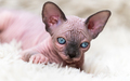 Canadian Sphynx Cat kitten with big blue eyes looking at camera, lying on white carpet - PhotoDune Item for Sale