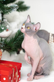 Sphynx Hairless Cat sitting near Christmas tree with holiday red polka dot gift box under it - PhotoDune Item for Sale
