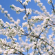 Beautiful blooming flowers of apple tree - PhotoDune Item for Sale