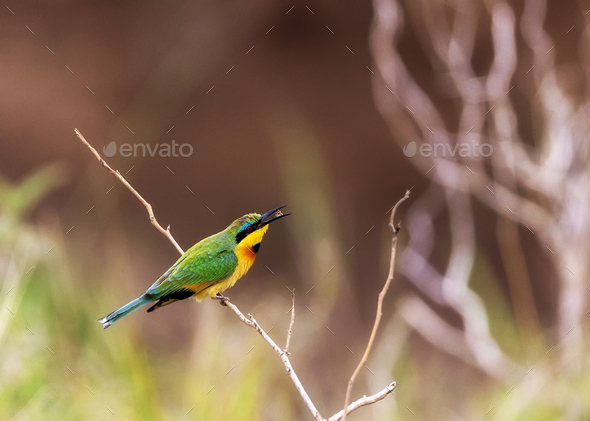 Bee Eater With Insect in Beak