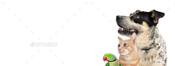 Pet Dog Cat and Bird Together Web Banner