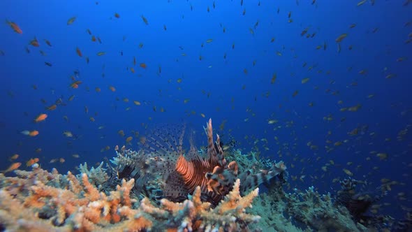 Underwater Fish Scene Lionfish alt