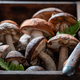 Wild and fresh mushrooms freshly picked from forest. - PhotoDune Item for Sale