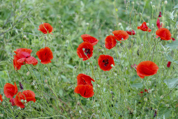 red poppies Stock Photo by EdVal | PhotoDune