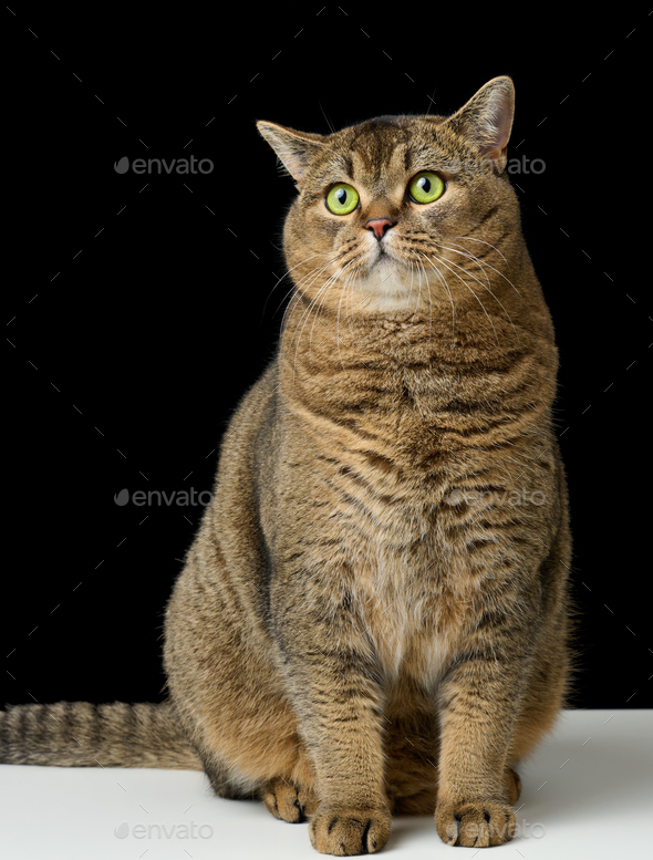 Adult gray cat Scottish Straight sits on a black background. Sad and angry muzzle