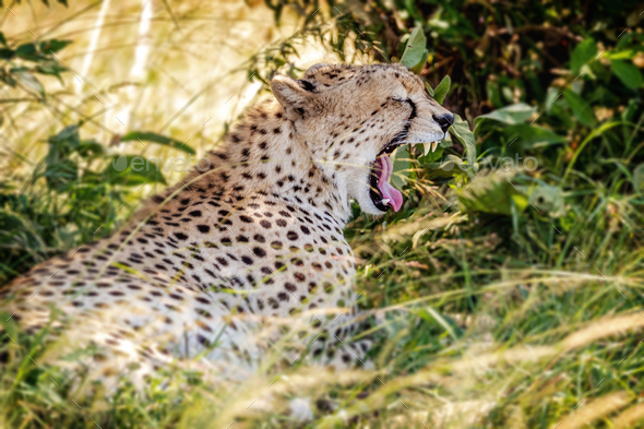Tired African Cheetah Yawning