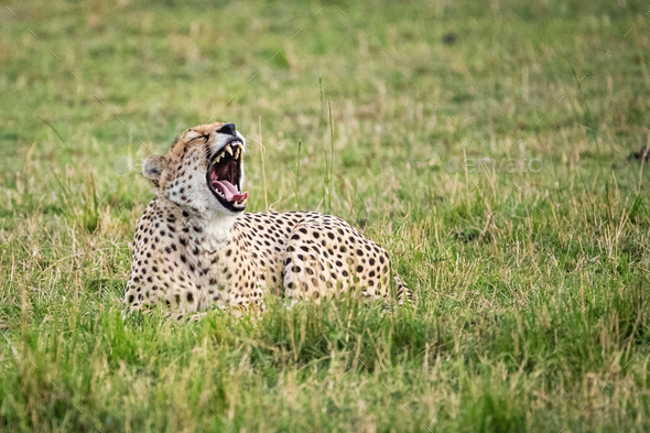 Tired Cheetah Lying Down Yawning