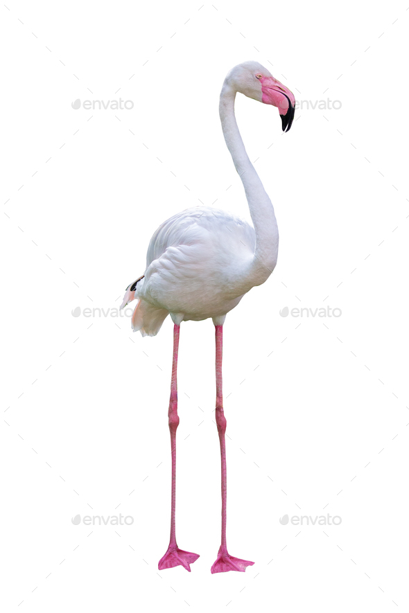 Flamingo Facing Side Extracted