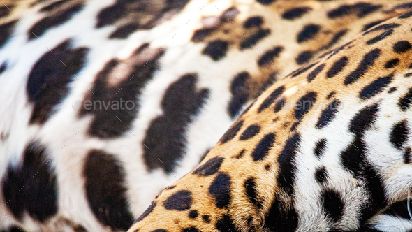 Closeup of Spotted Jaguar Animal Fur