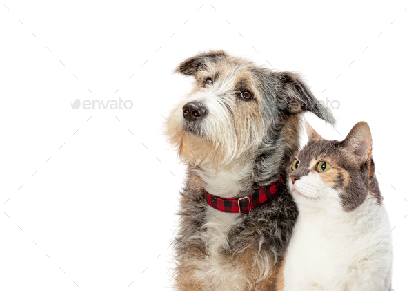 Tricolor dog and cat profile closeup side isolated