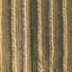 Field prepared for hay harvesting - PhotoDune Item for Sale