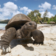 Aldabra giant tortoise on sand beach - PhotoDune Item for Sale