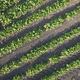 Aerial view of a potato field - PhotoDune Item for Sale