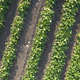 Aerial view of a potato field - PhotoDune Item for Sale