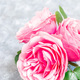 Beautiful pink garden roses on gray background, vertical, closeup, copy space - PhotoDune Item for Sale