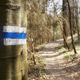 Blue trail marker painted on a tree trunk, selective focus - PhotoDune Item for Sale