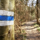 Blue trail marker painted on a tree trunk, selective focus - PhotoDune Item for Sale