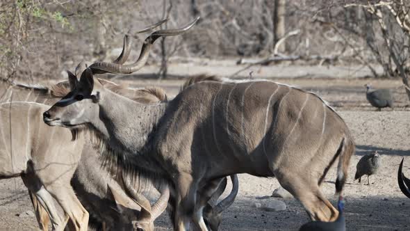Big Greater Kudu bull looks around curiously while grazing with the herd. Telephoto shot. alt