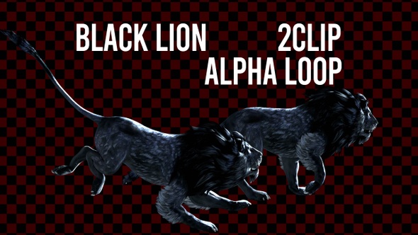 Black Lion 2 Clip Alpha Loop