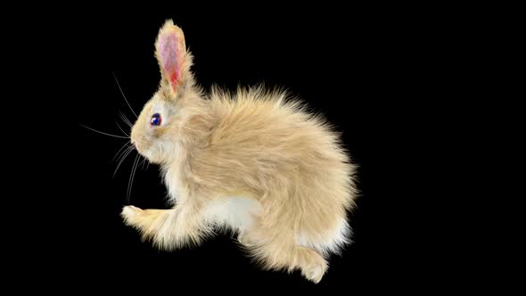 66 Rabbit Sword And Shield Run HD alt