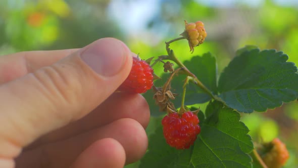 Fresh and Juicy Ripe Raspberries and Green Leaves on Bush