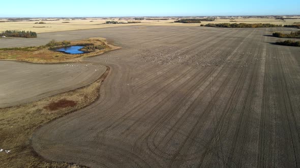 Different groups of migratory birds flying low toward each other. Aerial 4k footage of snow geese in alt