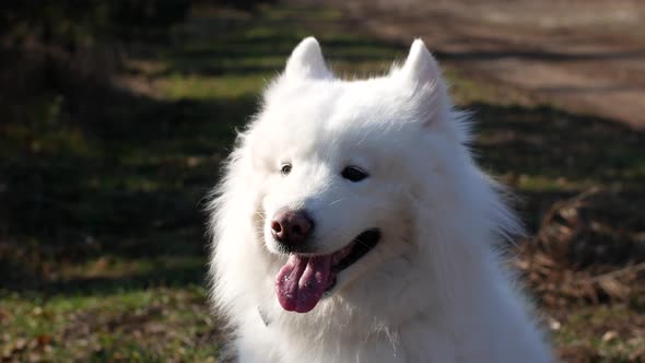 White fluffy cute dog Samoyed walks in the forest on a sunny day.