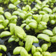 Close up picture of organic basil seedlings, selective focus. - PhotoDune Item for Sale