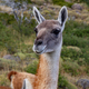 Guanaco llama species in chiean Patagonia in national park Torres del Paine - PhotoDune Item for Sale