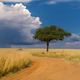 Beautiful landscape with acacia tree and road in the African savannah on a background of stormy sky - PhotoDune Item for Sale