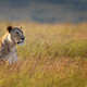 Close lion in National park of Kenya, Africa - PhotoDune Item for Sale