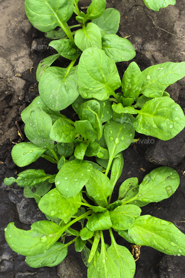 Growing spinach outdoors top view. Juicy diet greens are good for health. Stock Photo by juliacherk