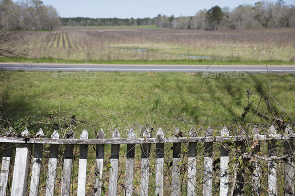 Vine covered picket fence overlooking front yard and a rural road.