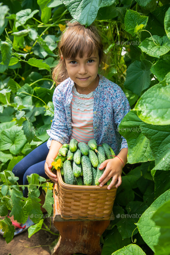 Harvesting Cucumbers