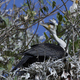 White-breasted cormorant (Phalacrocorax lucidus) - PhotoDune Item for Sale