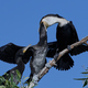White-breasted cormorant (Phalacrocorax lucidus) - PhotoDune Item for Sale