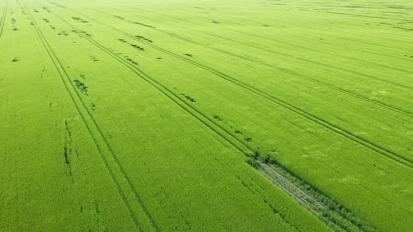 Aerial View Green Wheat Field alt