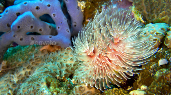 Feather Duster Worms, Bunaken National Marine Park, Indonesia Stock ...